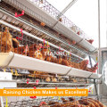 Équipement agricole à poulet automatique à galvanisation de type pour la couche / poulet / poulet à oeufs